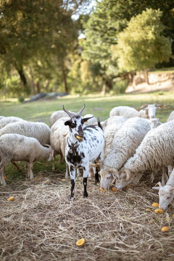 água E Agricultura Biológica *