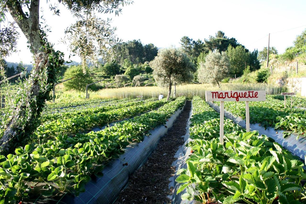 Agua E Agricultura Biologica Farm stay Couto