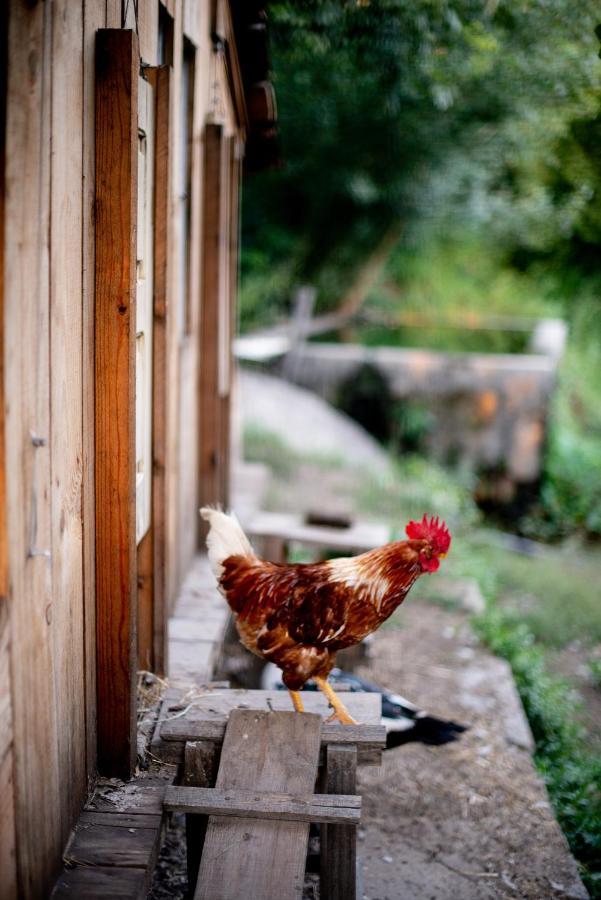 Alloggio per agriturismo água E Agricultura Biológica *